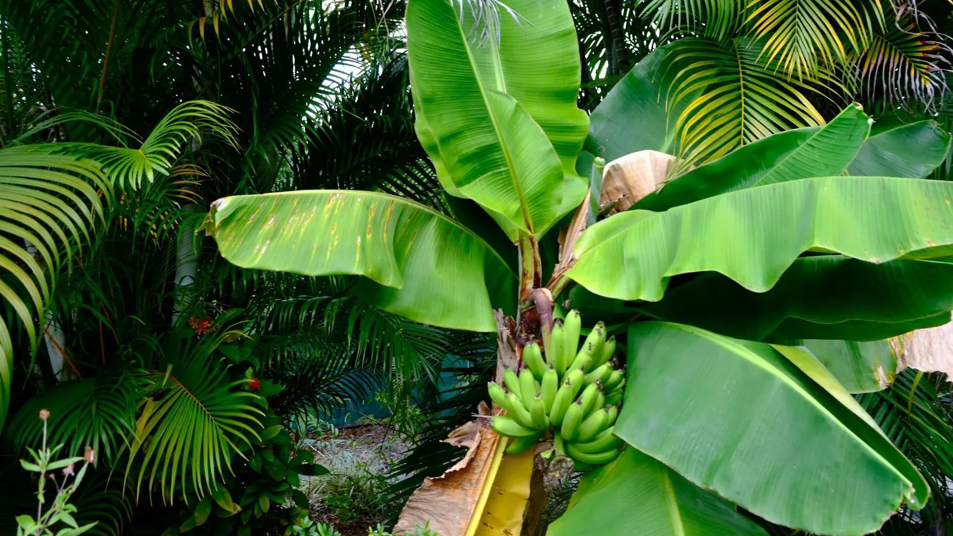 Villa Nid Kreyol à Sainte-Anne  Guadeloupe